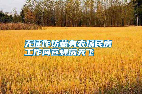無證作坊藏身農(nóng)場(chǎng)民房 工作間蒼蠅滿天飛
