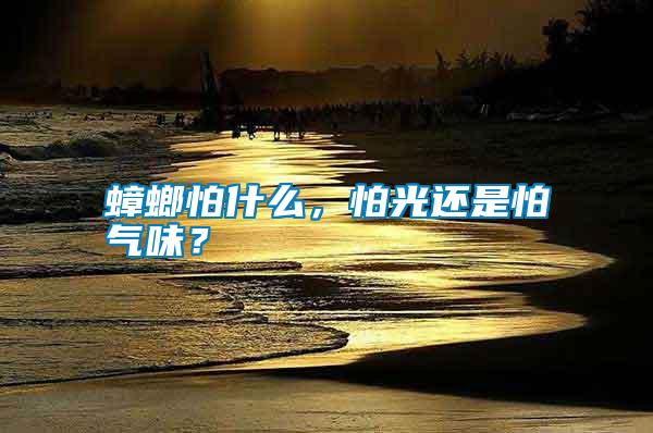 蟑螂怕什么，怕光還是怕氣味？