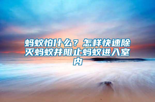 螞蟻怕什么？怎樣快速除滅螞蟻并阻止螞蟻進入室內