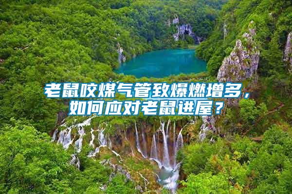 老鼠咬煤氣管致爆燃增多，如何應對老鼠進屋？