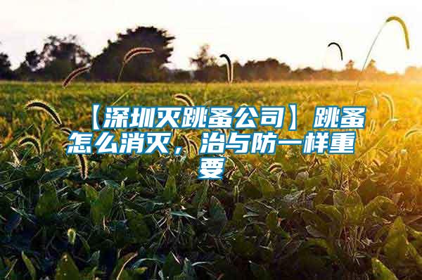 【深圳滅跳蚤公司】跳蚤怎么消滅，治與防一樣重要