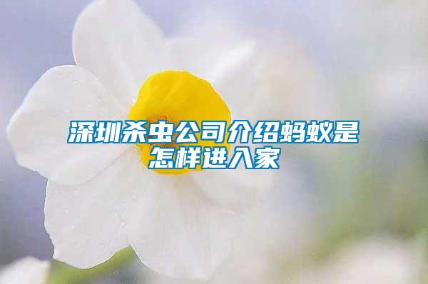 深圳殺蟲(chóng)公司介紹螞蟻是怎樣進(jìn)入家