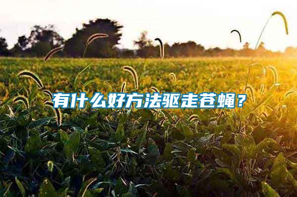 有什么好方法驅(qū)走蒼蠅？