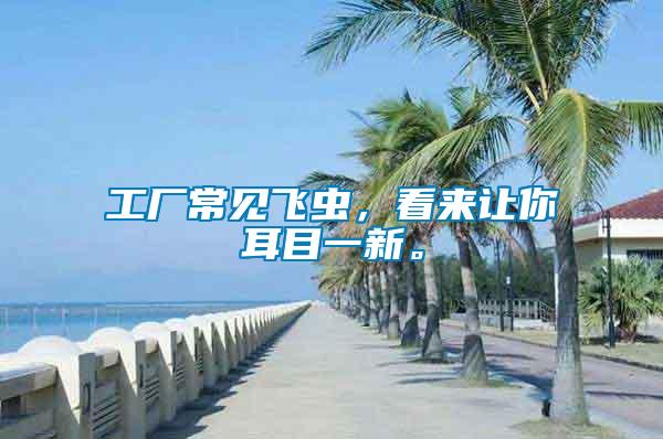 工廠常見飛蟲，看來讓你耳目一新。