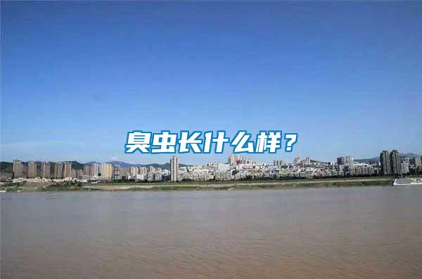 臭蟲長什么樣？