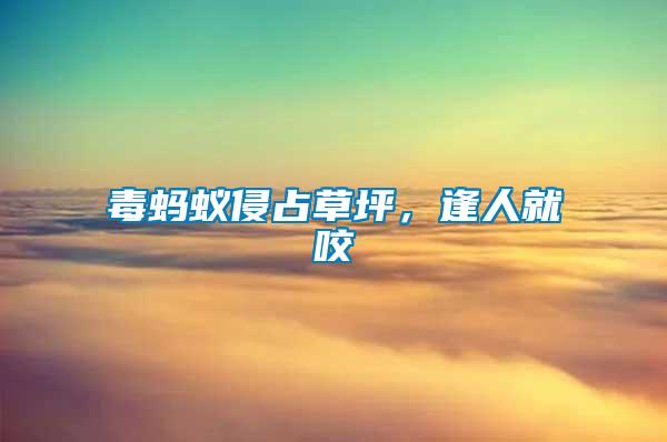 毒螞蟻侵占草坪，逢人就咬
