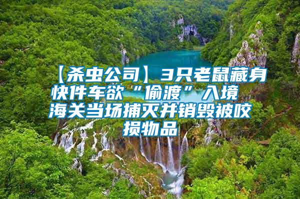 【殺蟲公司】3只老鼠藏身快件車欲“偷渡”入境 海關(guān)當(dāng)場捕滅并銷毀被咬損物品