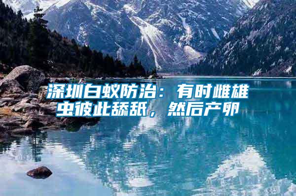 深圳白蟻防治：有時(shí)雌雄蟲彼此舔舐，然后產(chǎn)卵