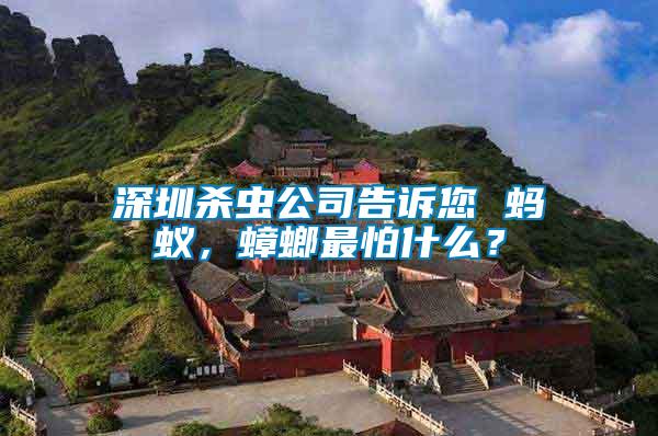 深圳殺蟲公司告訴您 螞蟻，蟑螂最怕什么？