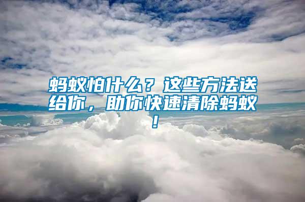 螞蟻怕什么？這些方法送給你，助你快速清除螞蟻！