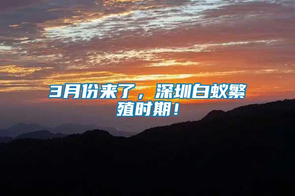 3月份來了，深圳白蟻繁殖時期！