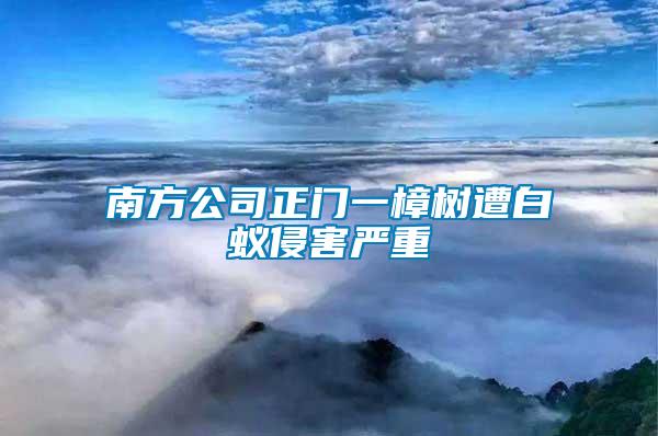 南方公司正門(mén)一樟樹(shù)遭白蟻侵害嚴(yán)重
