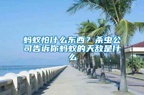 螞蟻怕什么東西？殺蟲公司告訴你螞蟻的天敵是什么