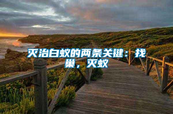 滅治白蟻的兩條關鍵：找巢，滅蟻