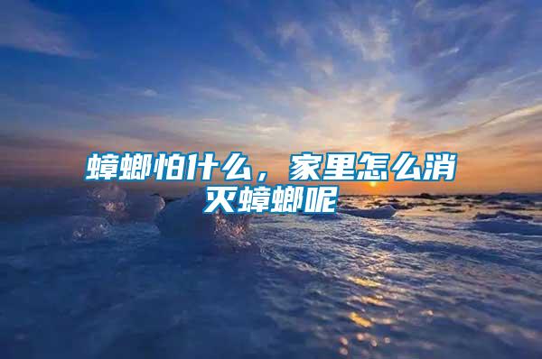 蟑螂怕什么，家里怎么消滅蟑螂呢