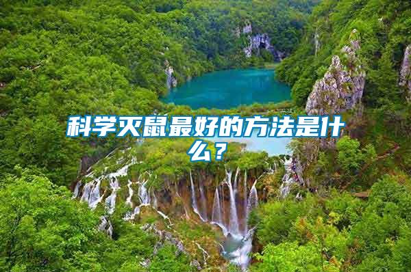 科學滅鼠最好的方法是什么？