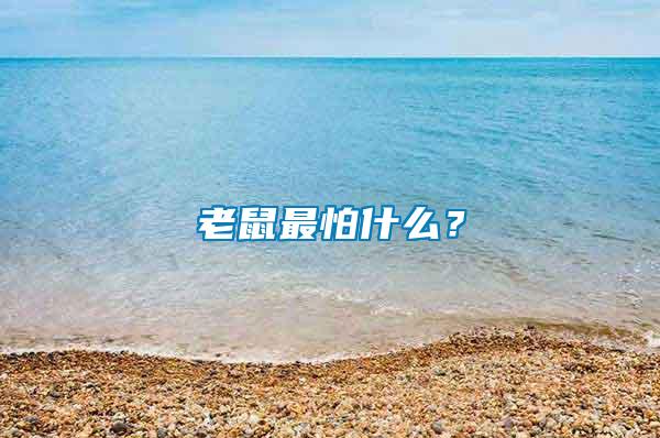 老鼠最怕什么？