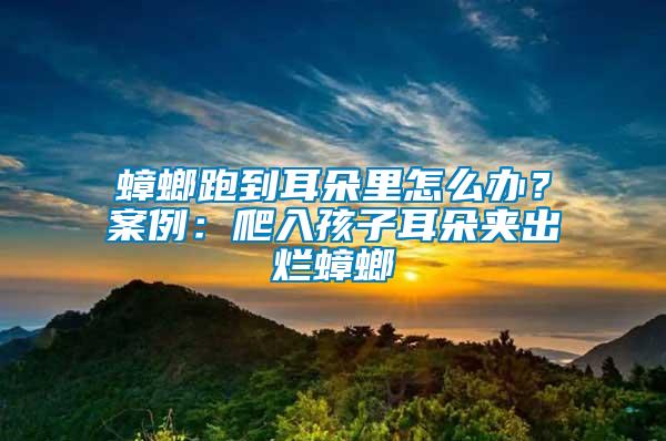 蟑螂跑到耳朵里怎么辦？案例：爬入孩子耳朵夾出爛蟑螂