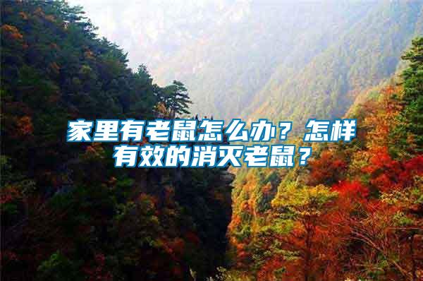 家里有老鼠怎么辦？怎樣有效的消滅老鼠？