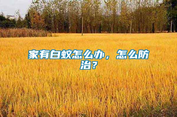 家有白蟻怎么辦，怎么防治？