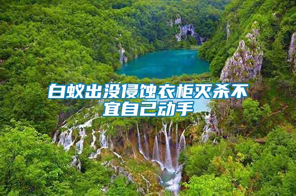 白蟻出沒(méi)侵蝕衣柜滅殺不宜自己動(dòng)手