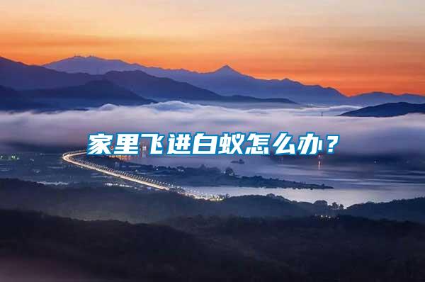 家里飛進白蟻怎么辦？