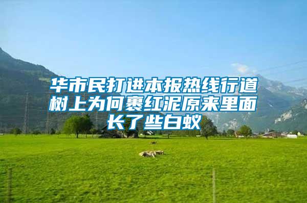 華市民打進(jìn)本報(bào)熱線行道樹(shù)上為何裹紅泥原來(lái)里面長(zhǎng)了些白蟻
