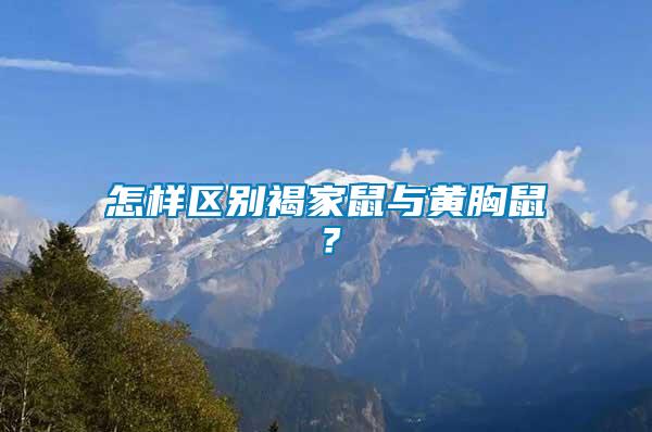 怎樣區別褐家鼠與黃胸鼠？