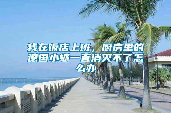 我在飯店上班，廚房里的德國小蠊一直消滅不了怎么辦