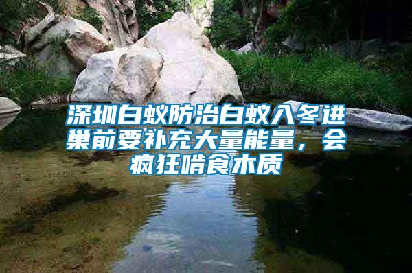 深圳白蟻防治白蟻入冬進巢前要補充大量能量，會瘋狂啃食木質