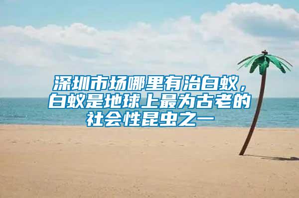 深圳市場(chǎng)哪里有治白蟻，白蟻是地球上最為古老的社會(huì)性昆蟲之一