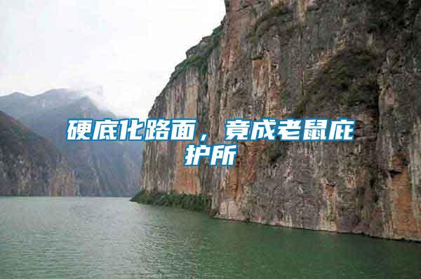 硬底化路面，竟成老鼠庇護所