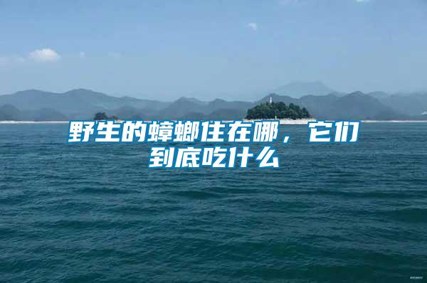 野生的蟑螂住在哪，它們到底吃什么