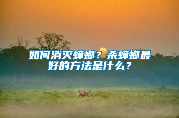 如何消滅蟑螂？殺蟑螂最好的方法是什么？