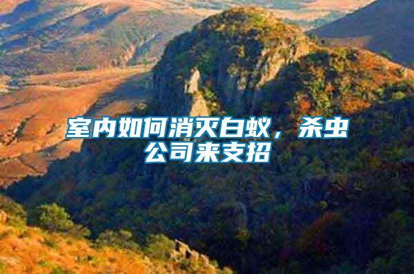 室內如何消滅白蟻，殺蟲公司來支招