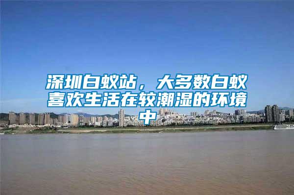 深圳白蟻站，大多數(shù)白蟻喜歡生活在較潮濕的環(huán)境中