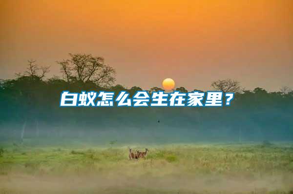 白蟻怎么會生在家里？