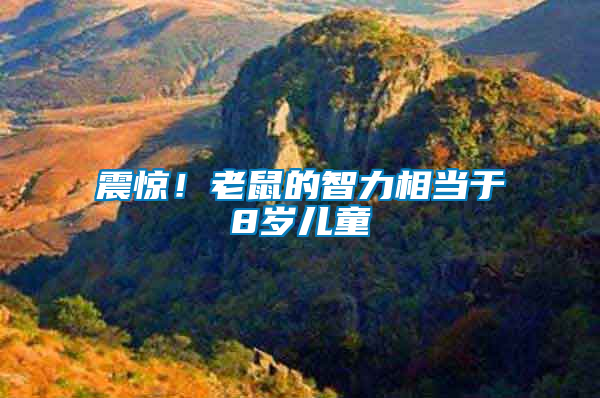 震驚！老鼠的智力相當(dāng)于8歲兒童
