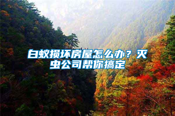 白蟻損壞房屋怎么辦？滅蟲公司幫你搞定