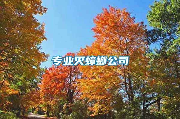 專(zhuān)業(yè)滅蟑螂公司