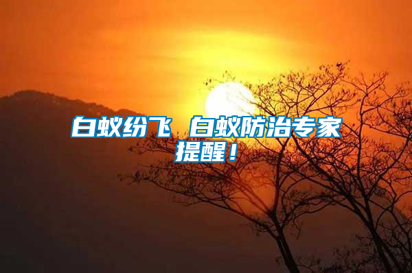 白蟻紛飛 白蟻防治專家提醒！