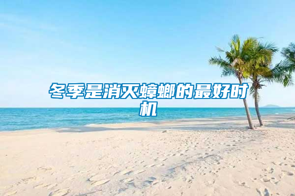冬季是消滅蟑螂的最好時機(jī)