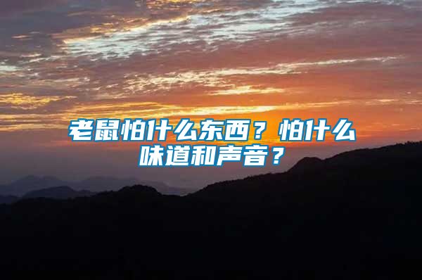 老鼠怕什么東西？怕什么味道和聲音？